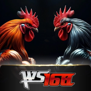 Ws168 Sabung - SUMMER138
